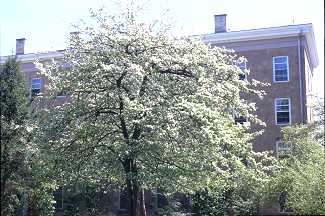 Crataegus mollis image