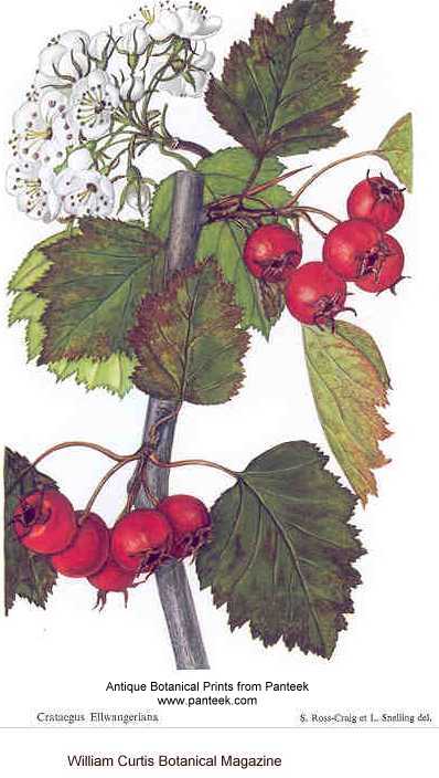 Crataegus coccinea var. coccinea image