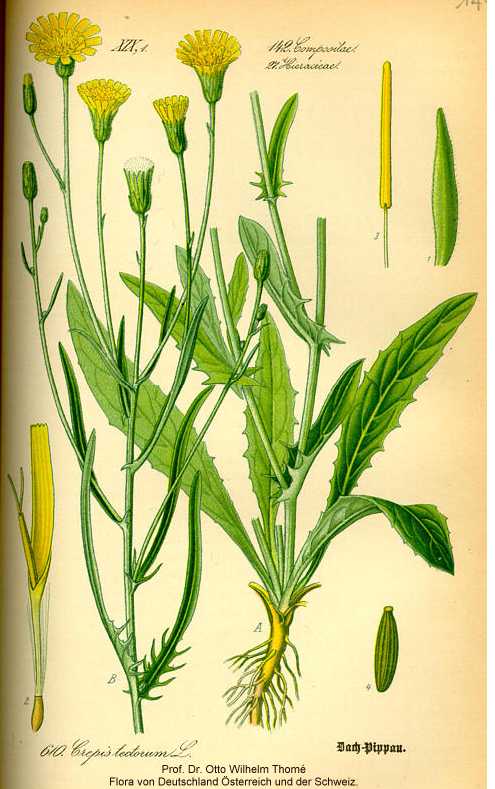 Crepis tectorum image