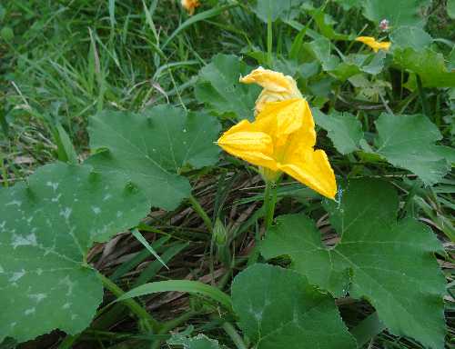 Cucurbita pepo image