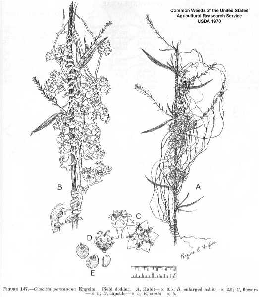 Cuscuta pentagona image