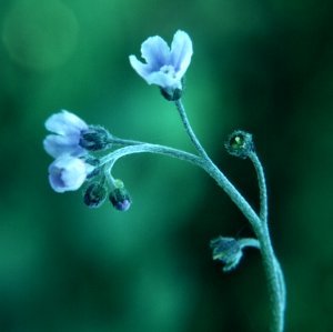 Boraginaceae image