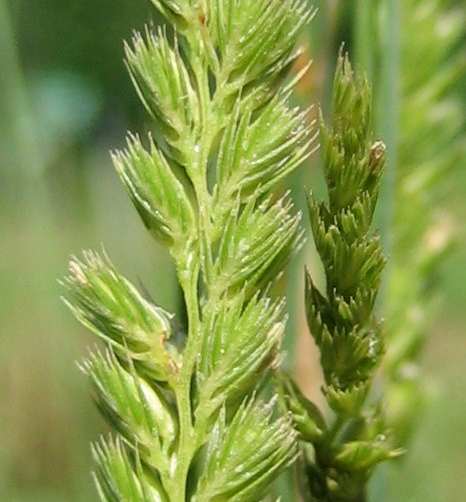 Cynosurus cristatus image