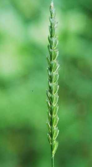 Cynosurus cristatus image