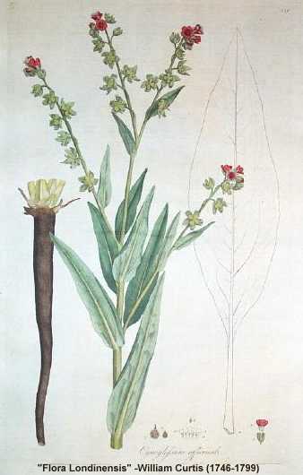 Cynoglossum officinale image