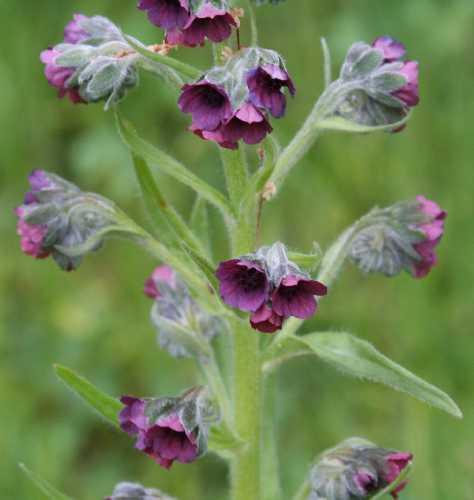 Cynoglossum officinale image