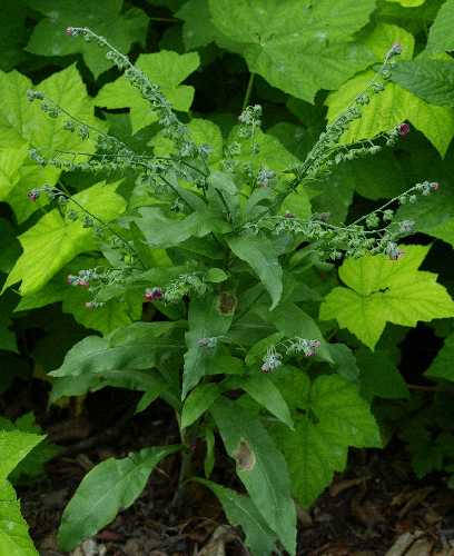 Cynoglossum officinale image