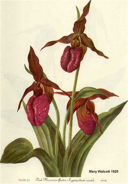 Cypripedium acaule image