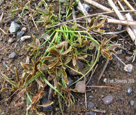 Cyperus bipartitus image
