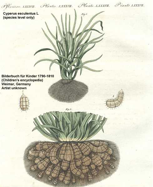 Cyperus esculentus var. leptostachyus image