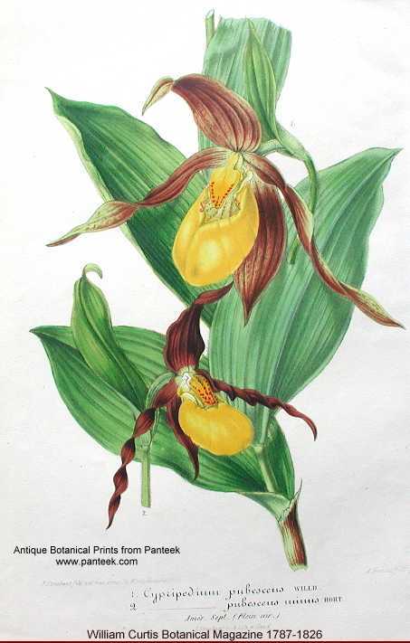 Cypripedium parviflorum image