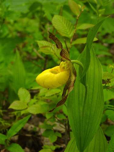 Cypripedium parviflorum image