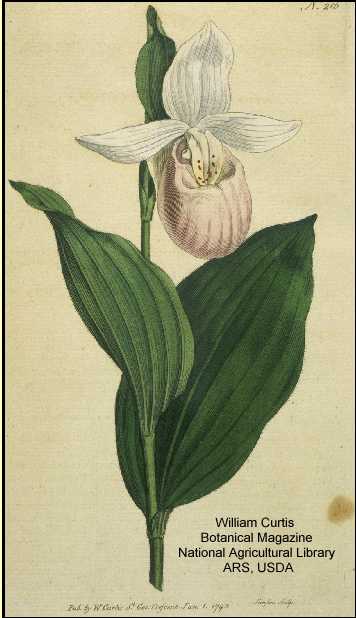 Cypripedium reginae image