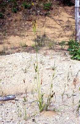 Cyperus schweinitzii image