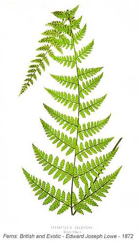 Cystopteris bulbifera image