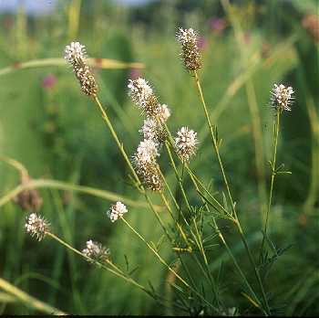 Dalea candida image