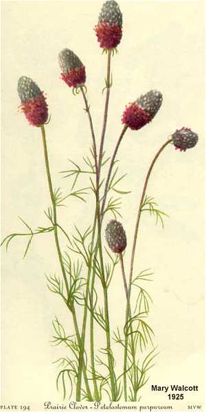 Dalea purpurea var. purpurea image