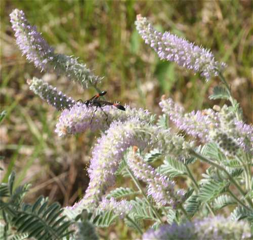 Dalea villosa var. villosa image