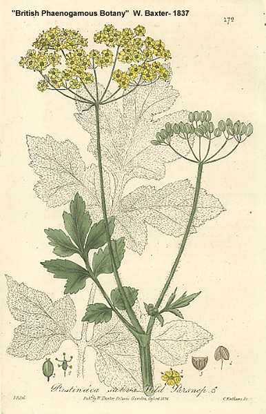Daucus carota image