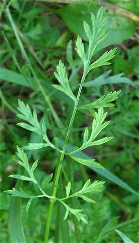 Daucus carota image
