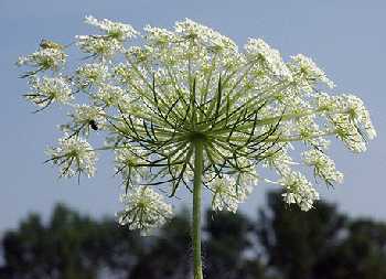 Daucus image