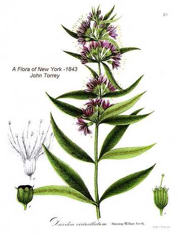 Decodon verticillatus image