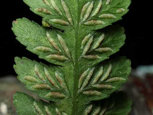 Deparia acrostichoides image