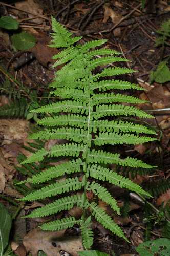 Deparia acrostichoides image