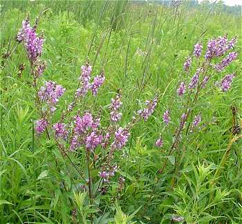 Desmodium canadense image