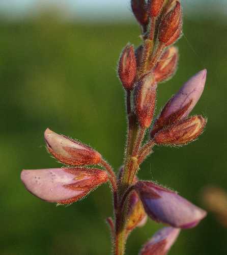 Desmodium canadense image