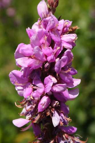 Desmodium canadense image