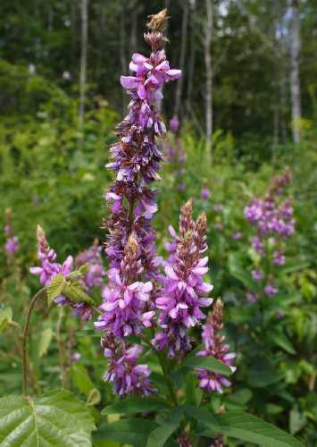 Desmodium canadense image