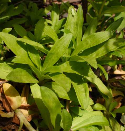 Dianthus barbatus image