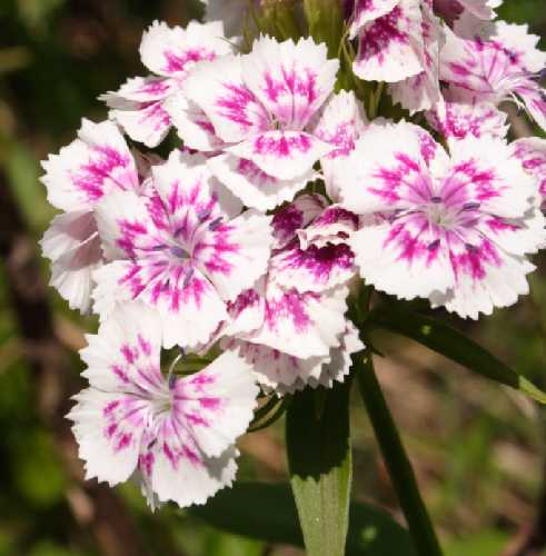 Dianthus barbatus image