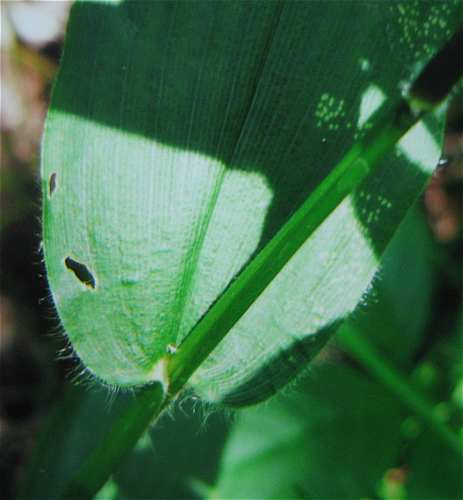 Dichanthelium latifolium image