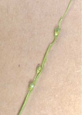 Dichanthelium xanthophysum image