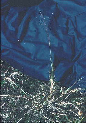 Digitaria cognata image