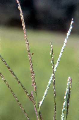 Digitaria sanguinalis image