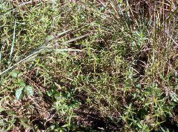 Diodia teres image