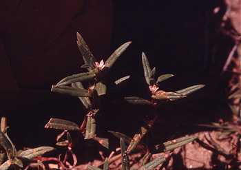 Diodia teres image