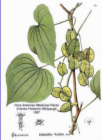 Dioscorea villosa image