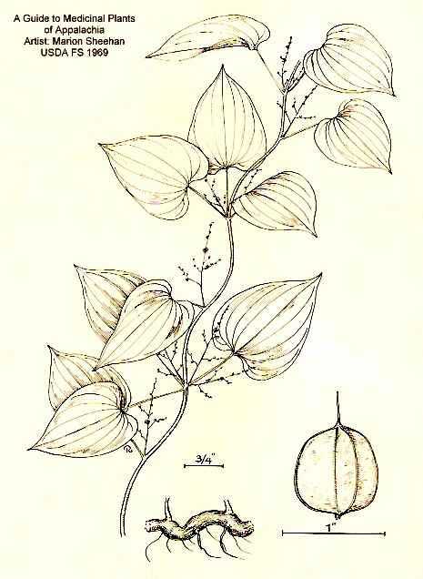 Dioscorea villosa image