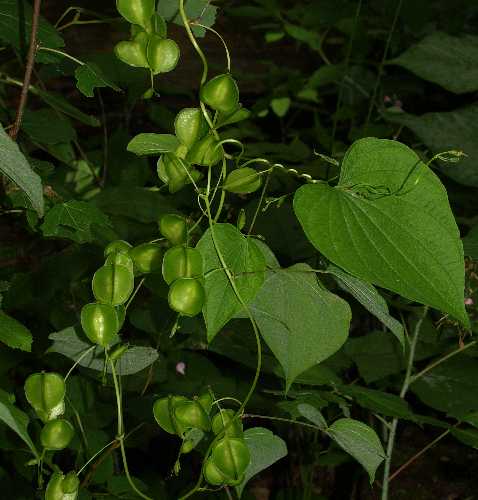 Dioscorea villosa image
