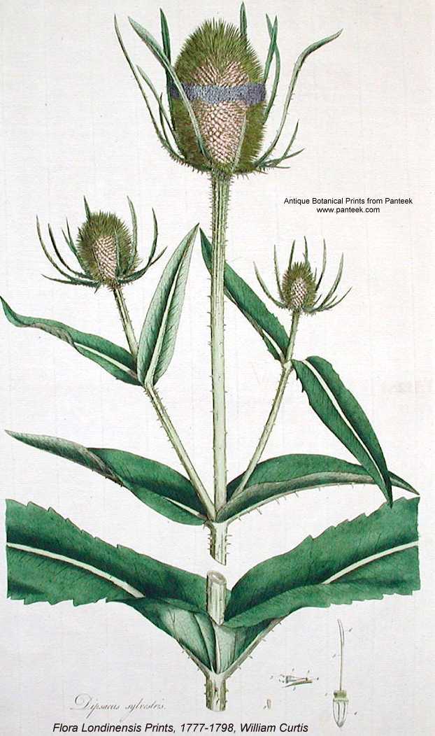 Dipsacus fullonum image