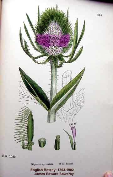 Dipsacus fullonum image