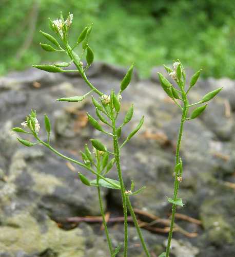 Draba arabisans image