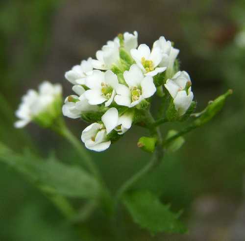 Draba arabisans image