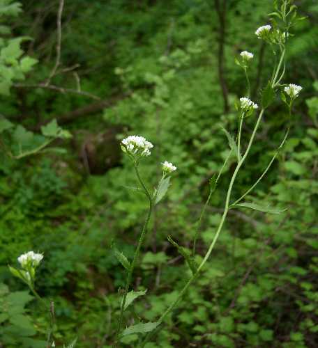 Draba arabisans image