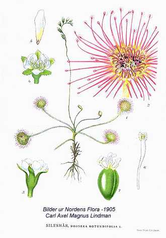 Drosera rotundifolia image