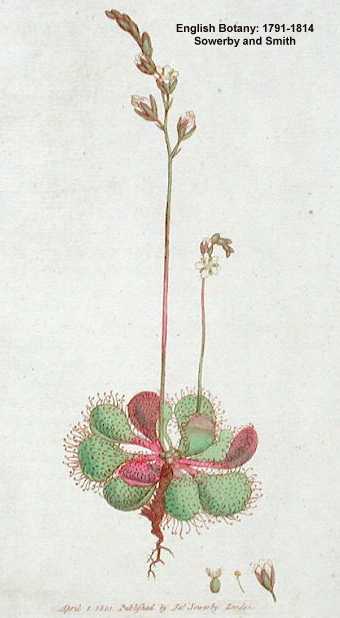 Drosera rotundifolia image